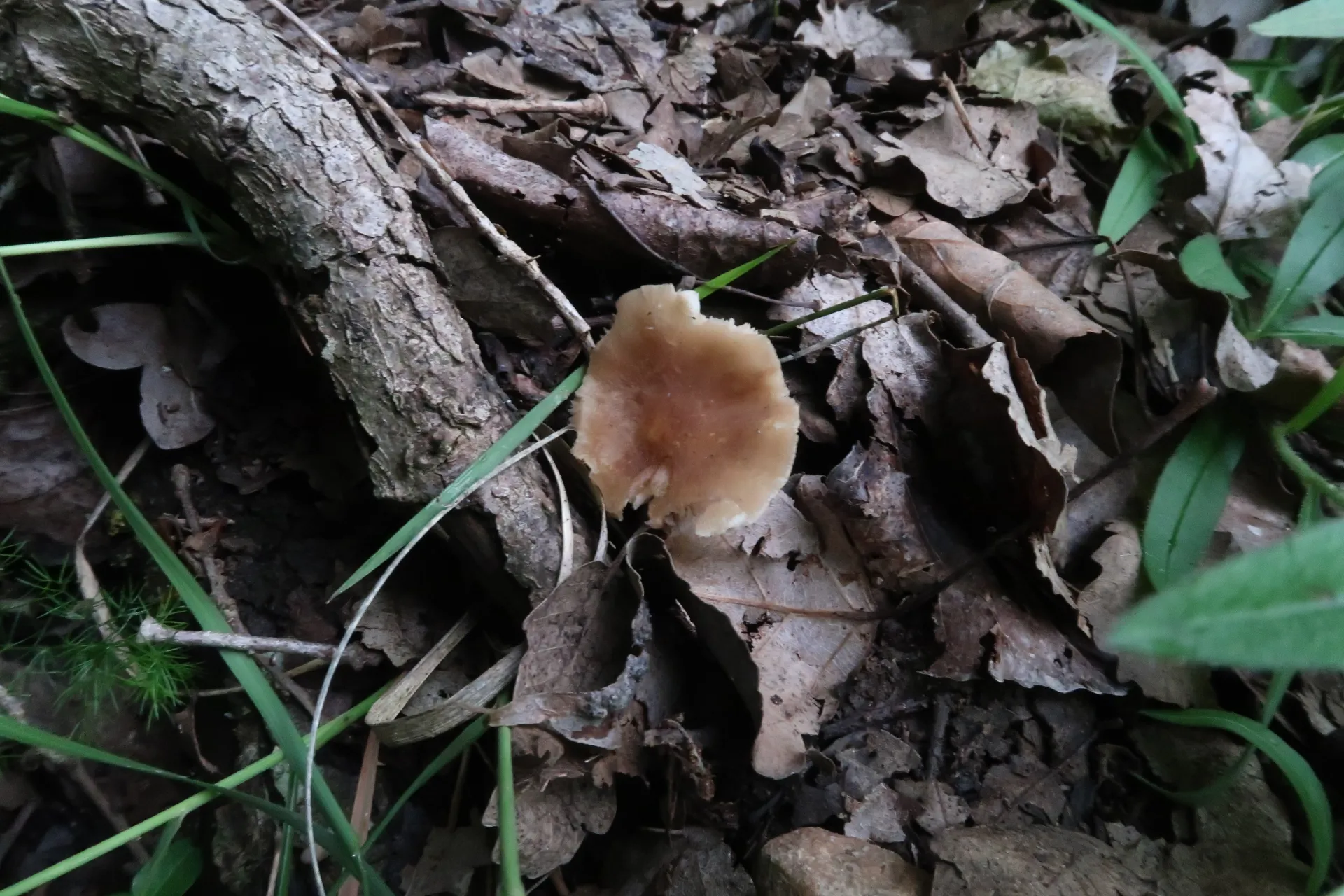 Pluteus satur - 2